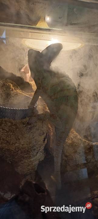 Kameleon jemeński samiec Kotórz Mały sprzedam