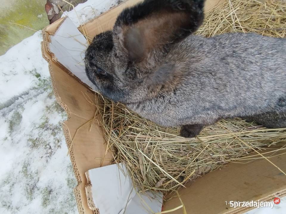 Samica zakocona mieszaniec Szubin