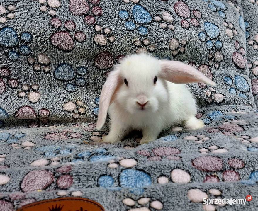 Króliczek Baranek Mini Lop samczyk Wołomin sprzedam