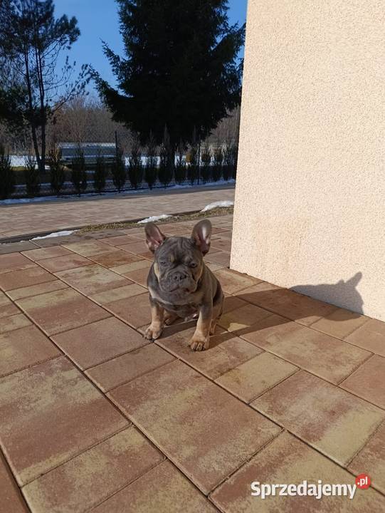 Buldog francuski blue tan chłopczyk Konradów sprzedam