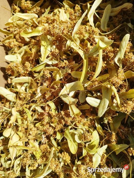 Suszona lipa Markusy