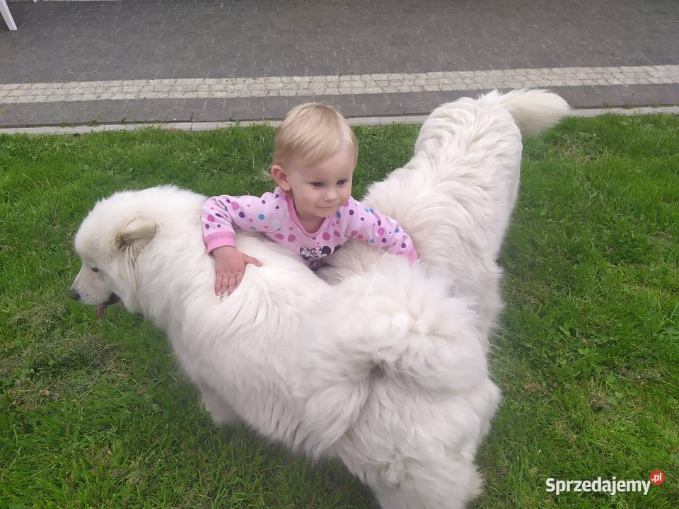 Samoyed samojed Związek Kynologiczny FCI Tarnawa Górna