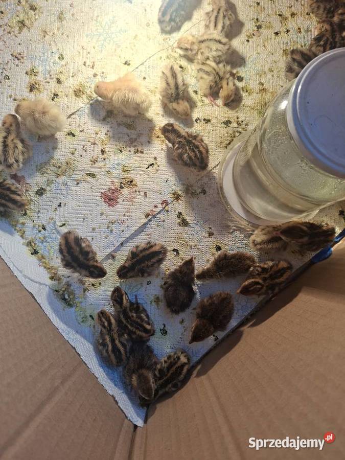 Sprzedam przepiórki pomorskie Skarszewy