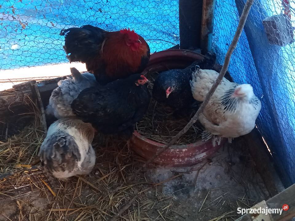 Sprzedam kury kochinki miniaturki wielkopolskie Koźminek