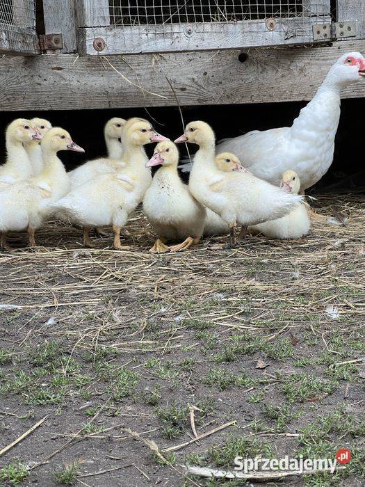 Kaczki francuzy Ruszowice