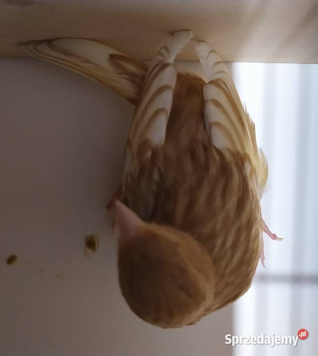 kanarek kanarki pheoszpaltytimbrado Kłodzko