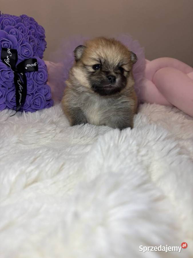 Suczka szpic miniaturowy pomeranian Orange Bełchatów
