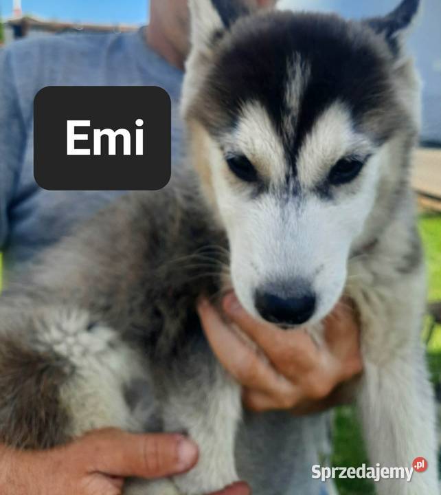 Dostępne szczeniaki rasy Syberian husky Husky Reda