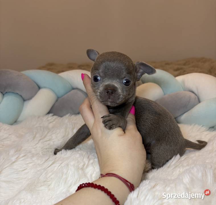 Chihuahua mini piesek krótkowłosy liliowy mini Bełchatów