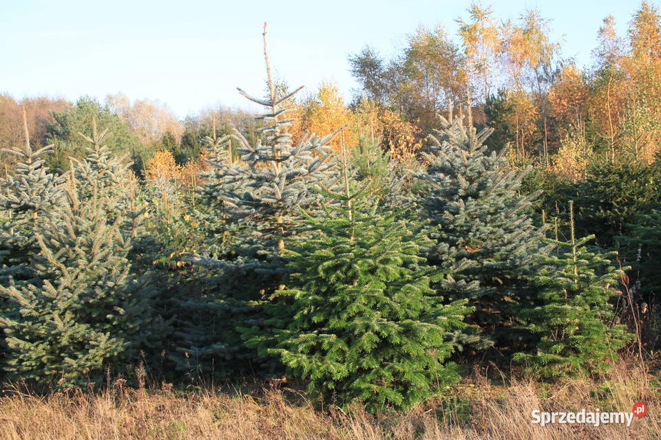 Świerk srebrny pospolity choinki plantacja Trzebieszewo sprzedam