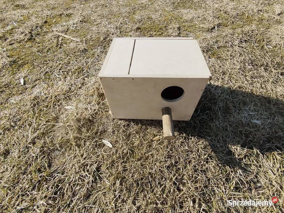 Butki legowej papug faliste wysyłka Ptaki kujawsko-pomorskie sprzedam