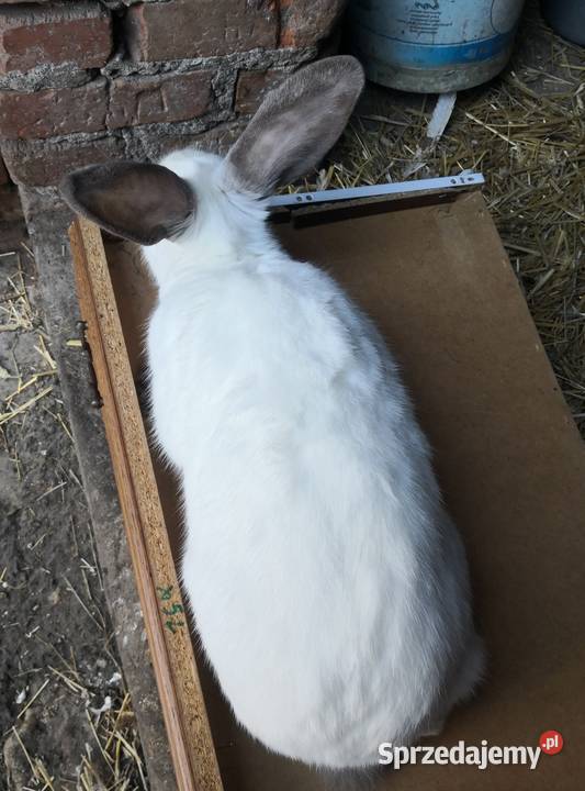 Samiczka kalifornisjka ładnie zbudowana młode