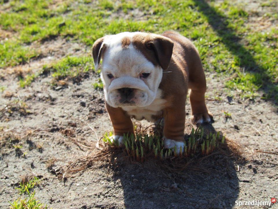 Buldog Angielski suczka Skierniewice