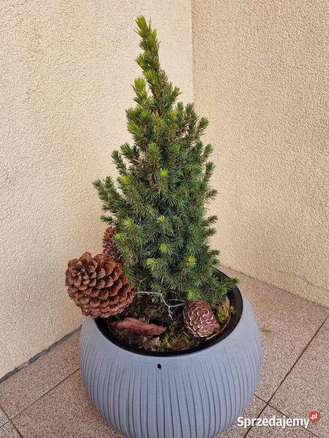 Prosperplast Doniczka Beton Bowl szara 24 świerk Lublin