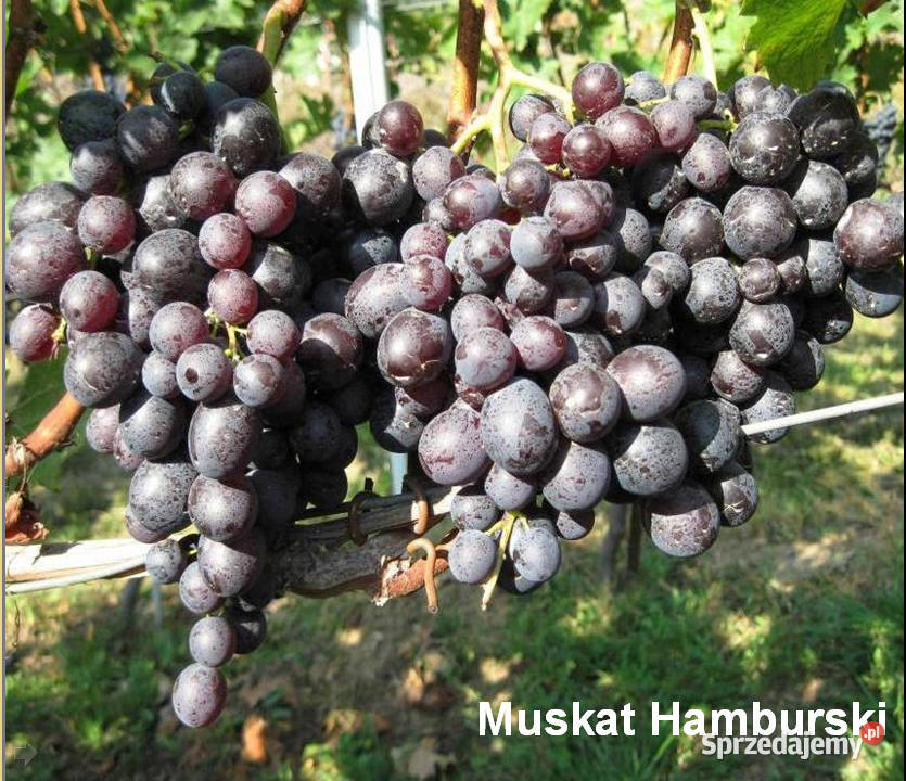 Elitarne winorośle z Ukrainy