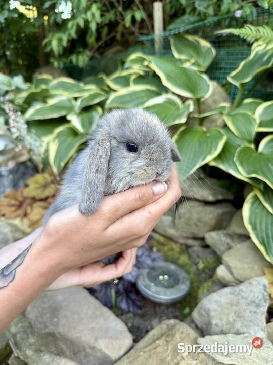 Króliki Miniaturki Mini Lop Godowa