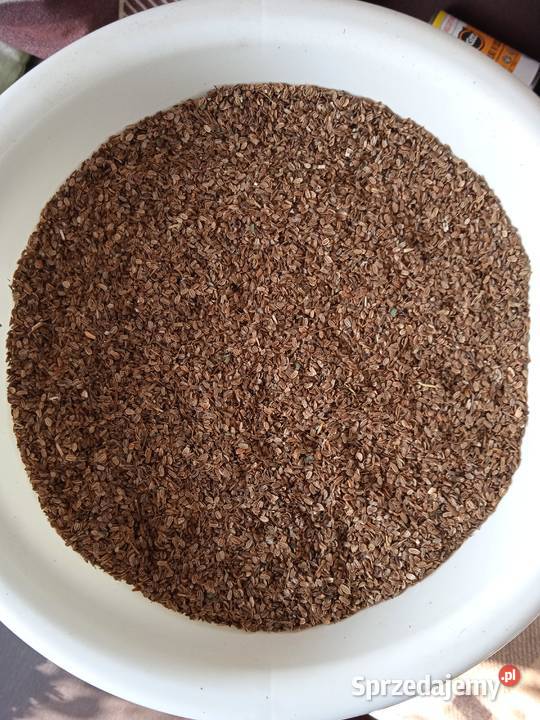 Nasiona lubczyk 2025 lubelskie Krasnystaw