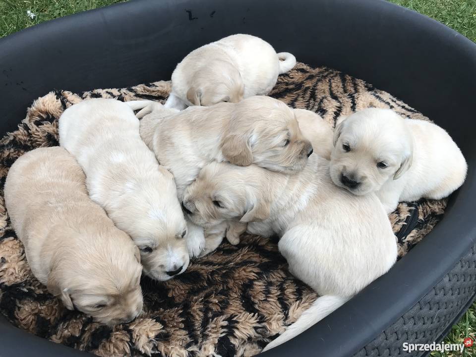 Szczeniaki GOLDEN RETRIEVER Radoszyce
