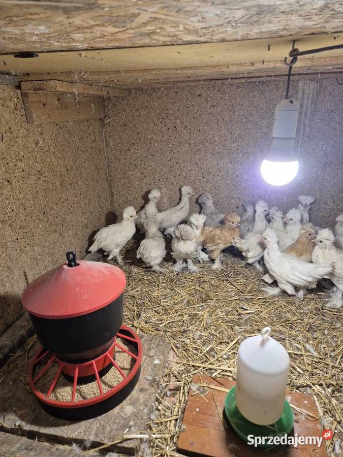 Sprzedam miesięczne kurczęta rasy sułtan Raków sprzedam