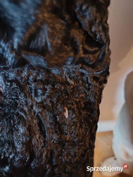 Futro z łapek karakułowych