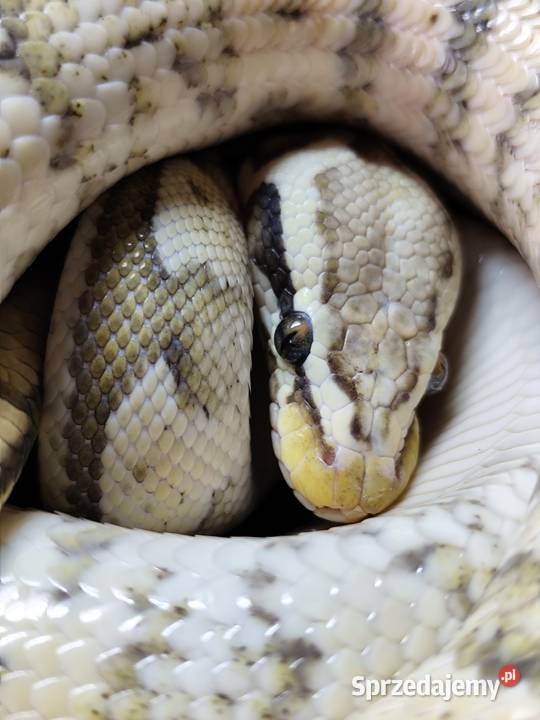 Firefly Hypo mazowieckie Pruszków sprzedam