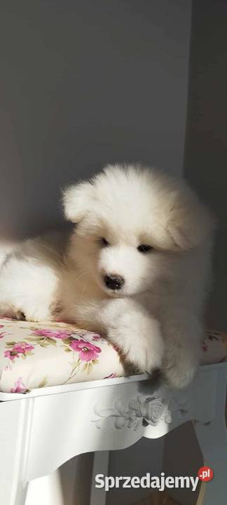 Samoyed szczeniaki kujawsko-pomorskie Bydgoszcz