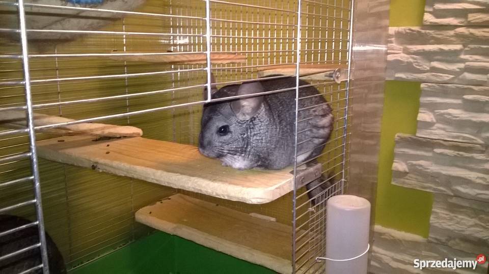 Szynszyl standard samiec Milanówek