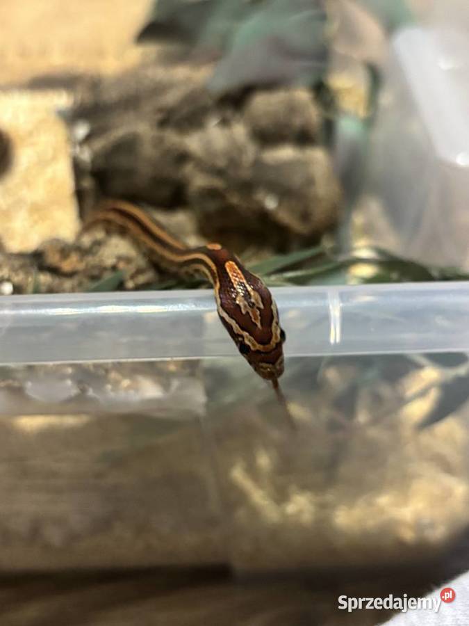 Wąż zbożowy SAMICA wielkopolskie