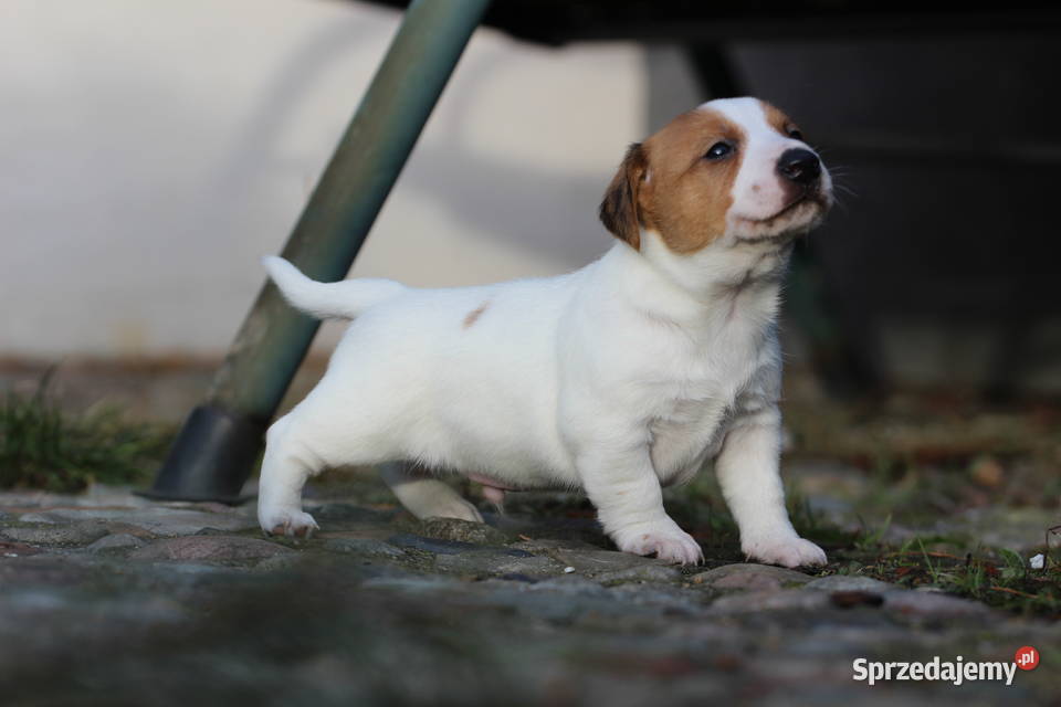 Piesek Jack Russell Terrier krótkowłosy