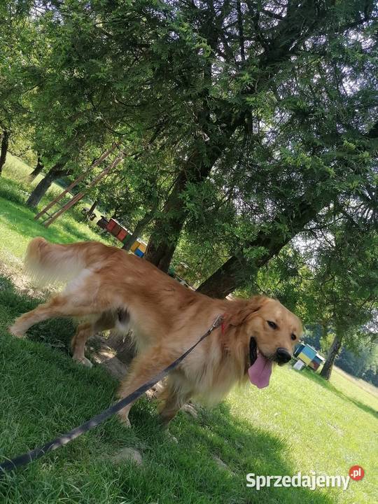 Golden Retriever złote Zwierzęta Mielec sprzedam