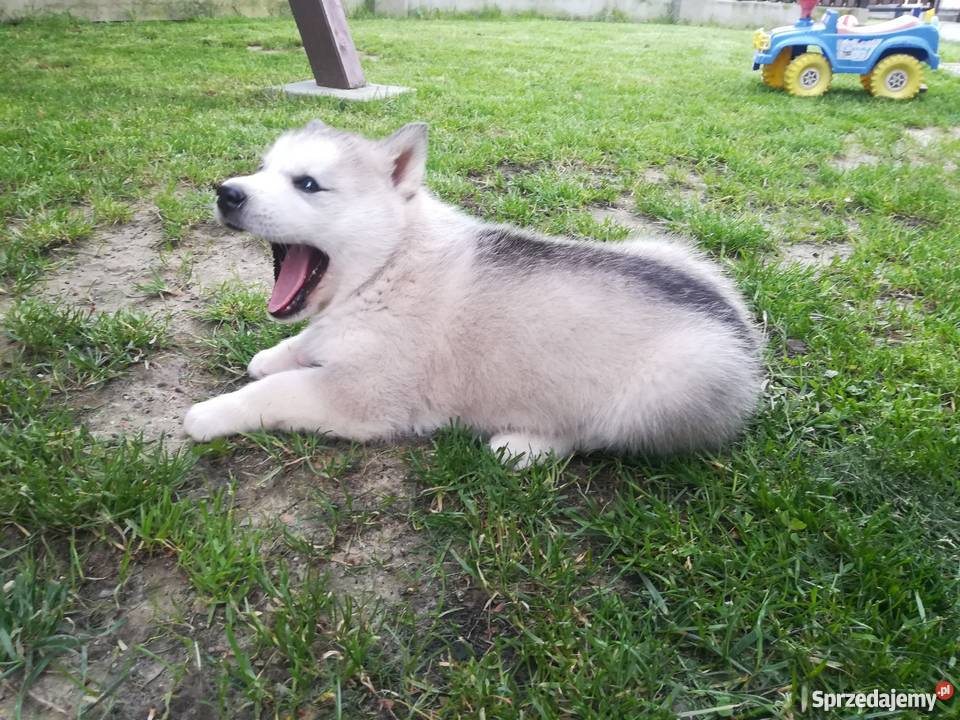 Szczeniak Alaskan Malamute