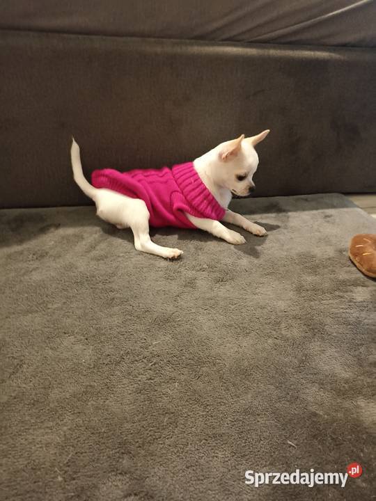 Suczka biała chihuahua krótkowłosa rodowód