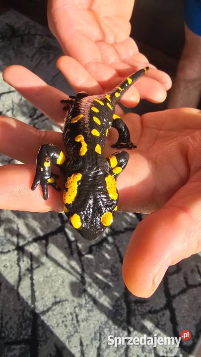 Gekon kameleon jaszczurka salamandra lubelskie Kijany sprzedam