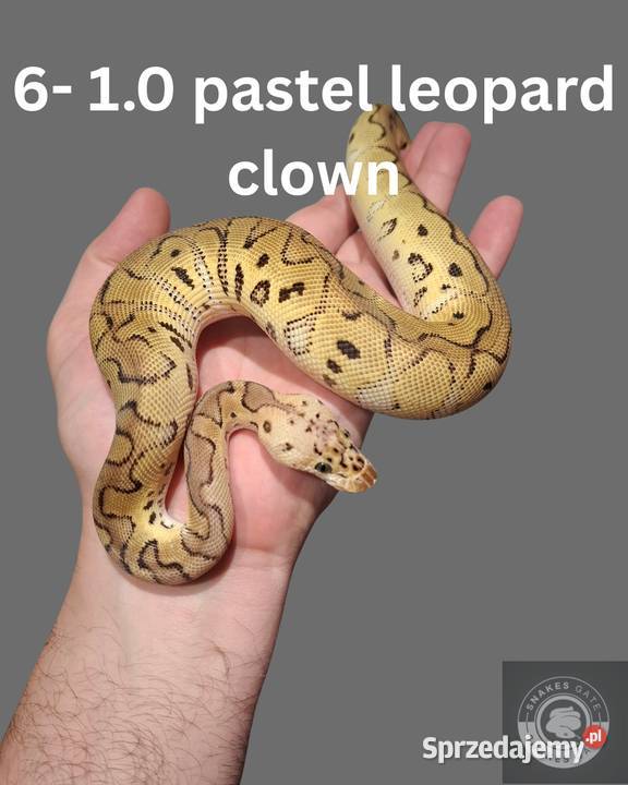 Pyton Królewski Pastel Leopard Clown