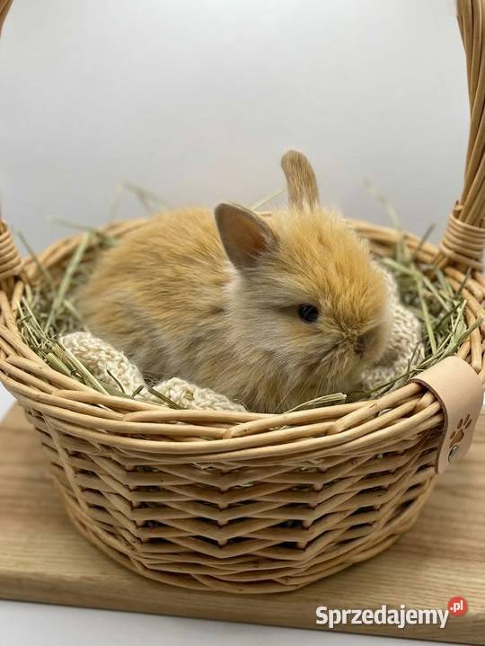 Króliki miniaturowe TEDDY przeurocze oswojone Króliki Starachowice sprzedam