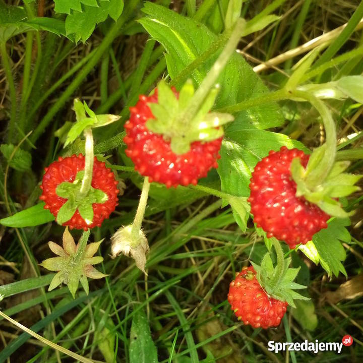 Poziomka leśna sadzonki 20 pomorskie Gdynia