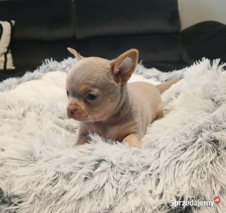 Piękny piesek chihuahua mazowieckie Płock