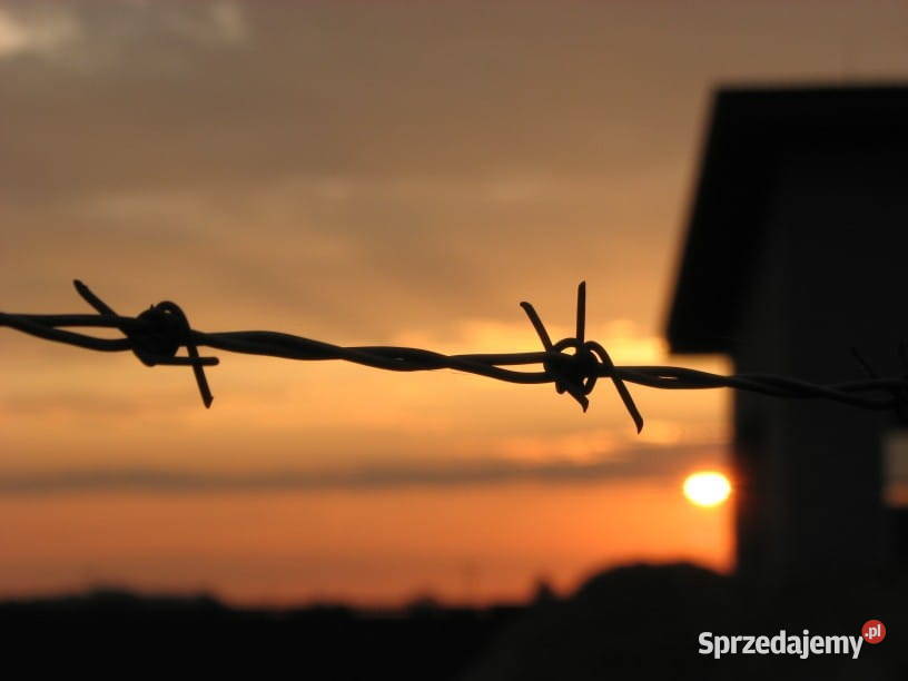 Drut kolczasty 25 mm ocynkowany rolka 4590180 mb