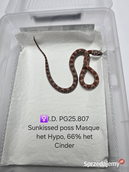 Wąż zbożowy samce i samice Zawiercie