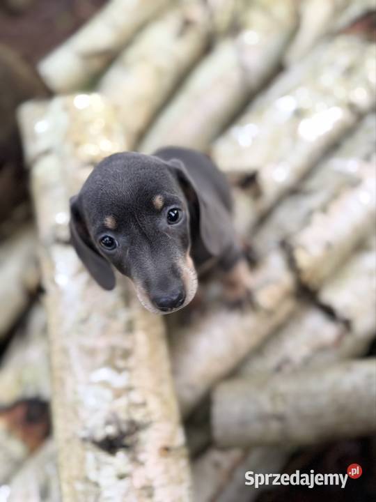 Wyjątkowa Sunia Jamnik miniaturowy Isabella z Kraków