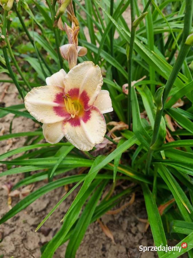 Liliowiec wiele Kolorów