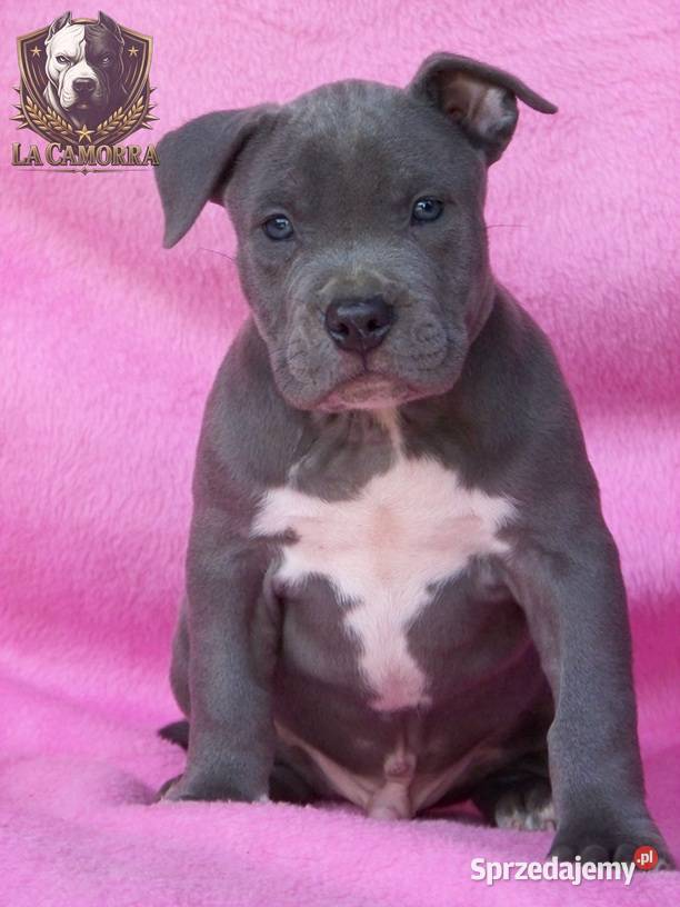 American Staffordshire Terrier Blue Amstaff Paczków
