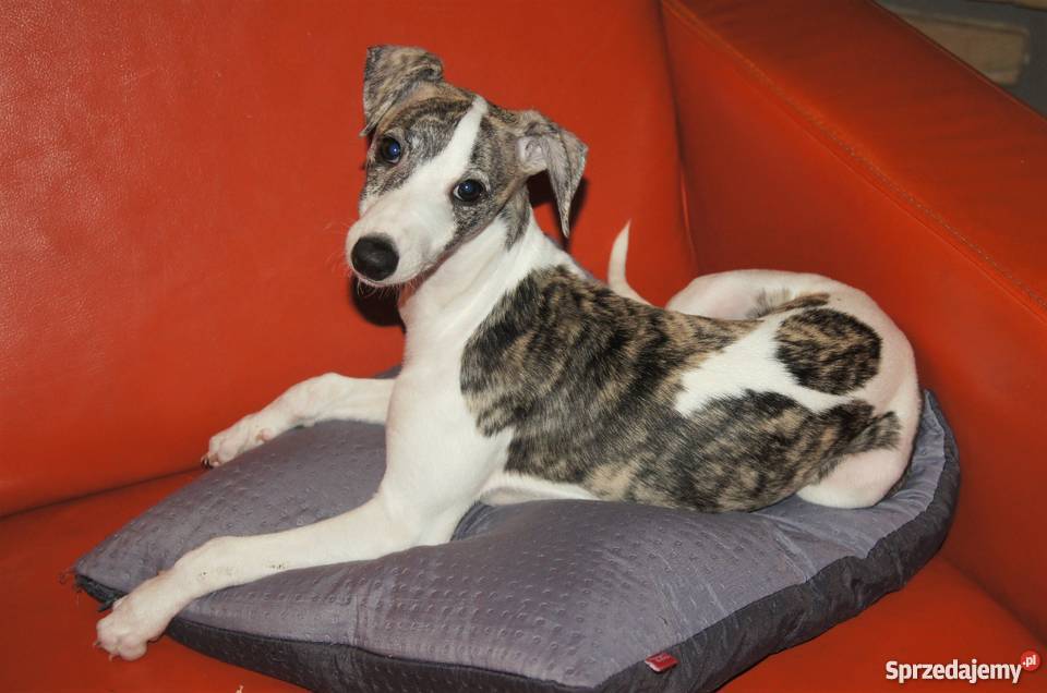 szczęnieta whippet sprzedam