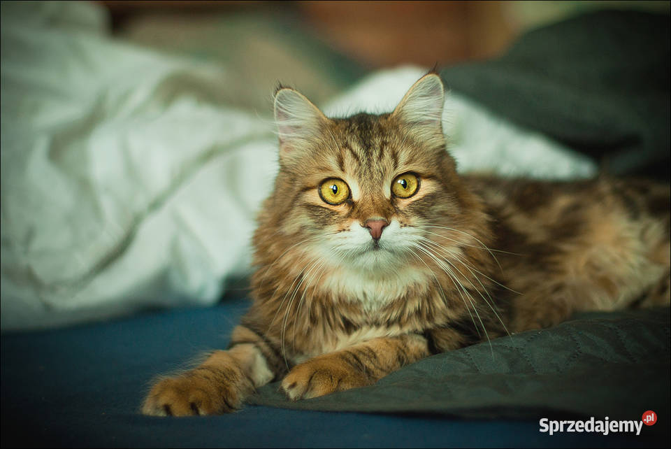 Voulezvous ahha czy chcesz opolskie Opole