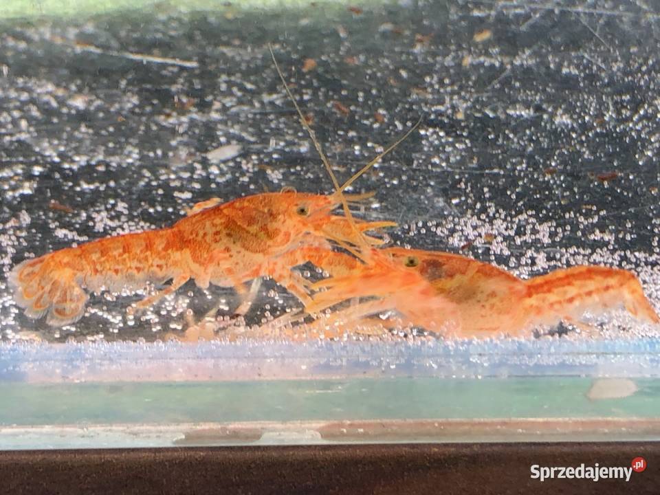 Rak mini orange Gady i płazy sprzedam