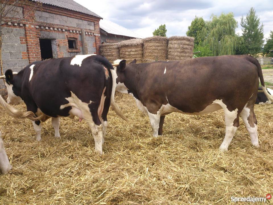 Jałówki cielne simentalhf Dub