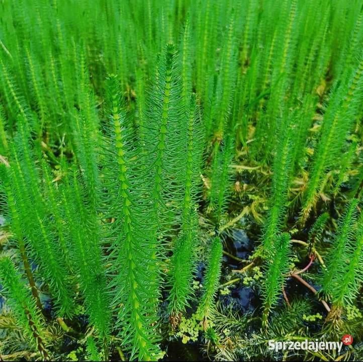 Rośliny wodne do oczek i stawu karasie kolorowe podkarpackie Rakszawa