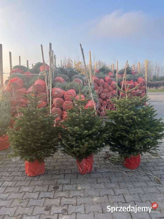 jodła kaukaska rosnąca w donicy kopana cięta60 mazowieckie