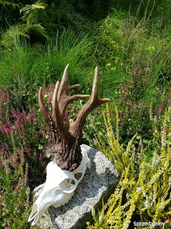 Kopie parostków KRZYSTKOWICE CIC 20147 Orzesze