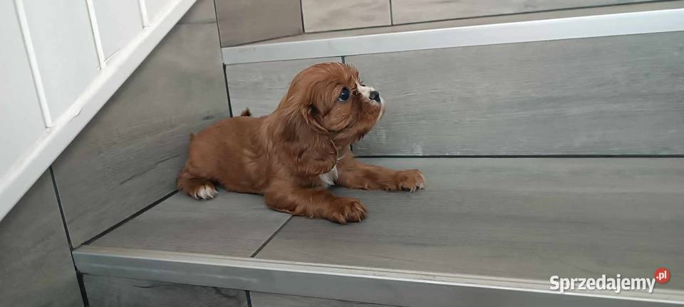Cavalier King Charles Spaniel Dziewczynka Ruby śląskie Dąbrowa Górnicza sprzedam